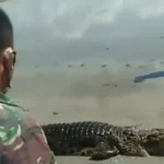 Musim Banjir, Buaya di Koltim Naik Lagi