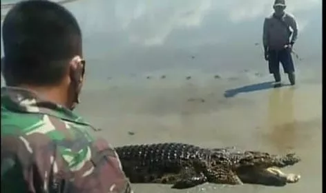 Musim Banjir, Buaya di Koltim Naik Lagi