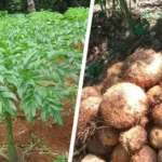 Distanak Sultra Genjot Produksi Tanaman Porang