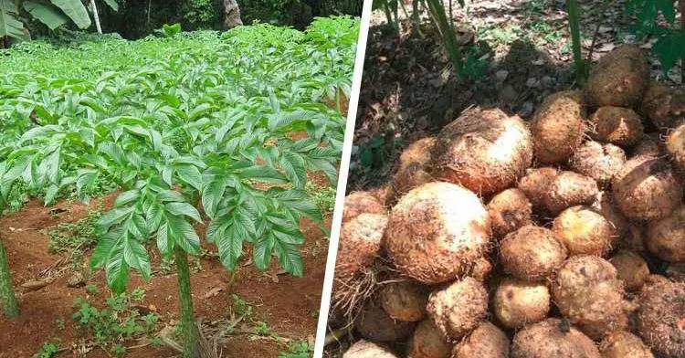 Distanak Sultra Genjot Produksi Tanaman Porang