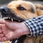 Anak 5 Tahun di Kolut Diserang Anjing Gila