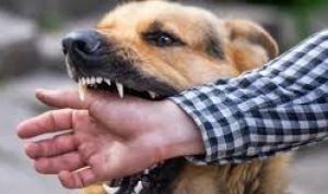 Anak 5 Tahun di Kolut Diserang Anjing Gila