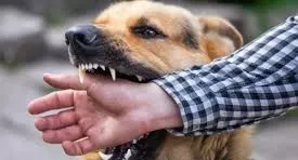 Anak 5 Tahun di Kolut Diserang Anjing Gila