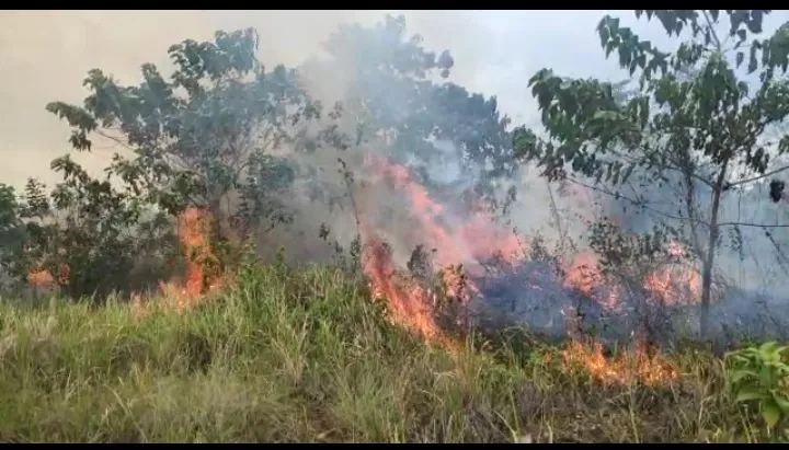 Lahan Gambut di Baula Kolaka Terbakar