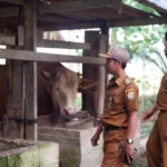 Idul Adha, Upin Dipotong