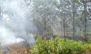 Anggota TNI Diduga Bakar Lahan Mantan Anggota DPRD Koltim