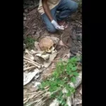 Warga Ladongi Temukan Tengkorak