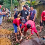 Dinas Kebakaran Kendari Kurban 5 Ekor Sapi