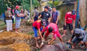 Dinas Kebakaran Kendari Kurban 5 Ekor Sapi