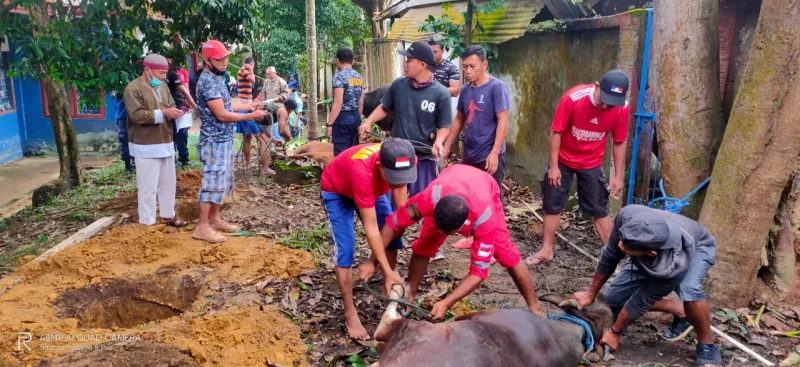 Dinas Kebakaran Kendari Kurban 5 Ekor Sapi