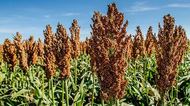 100 Hektar Lahan Untuk Pemda Koltim Kembangkan