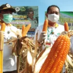 Stafsus Menteri Pertanian Lakukan Panen raya di Kendari