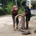 Usai Pindahkan Sapi, Warga Desa Wanseriwu di Mubar Temukan Ular Piton