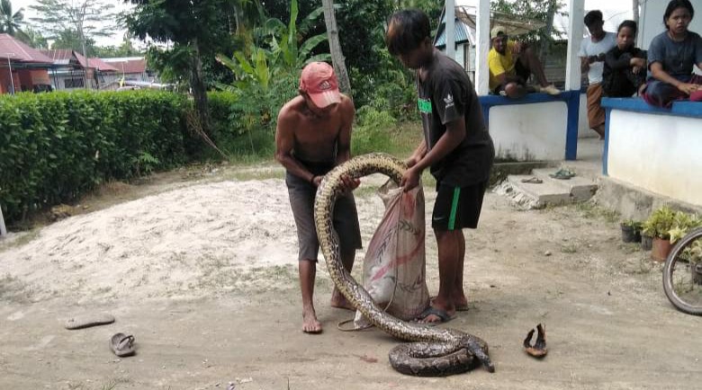 Usai Pindahkan Sapi, Warga Desa Wanseriwu di Mubar Temukan Ular Piton