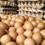 Harga Telur Ayam Ras di Kendari Rp 48 Ribu- Rp 55 Ribu