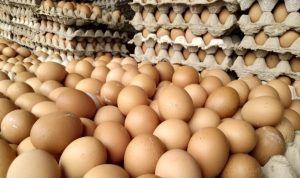Harga Telur Ayam Ras di Kendari Rp 48 Ribu- Rp 55 Ribu