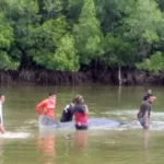 Ikan Mirip Hiu Muncul Perairan Jembatan Triping