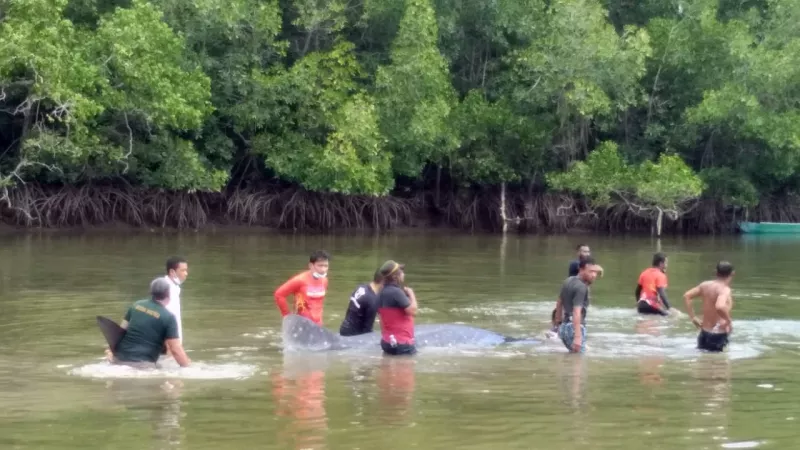 Ikan Mirip Hiu Muncul Perairan Jembatan Triping