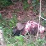 Mayat Terbungkus Selimut Ditemukan di Hutan Wolasi