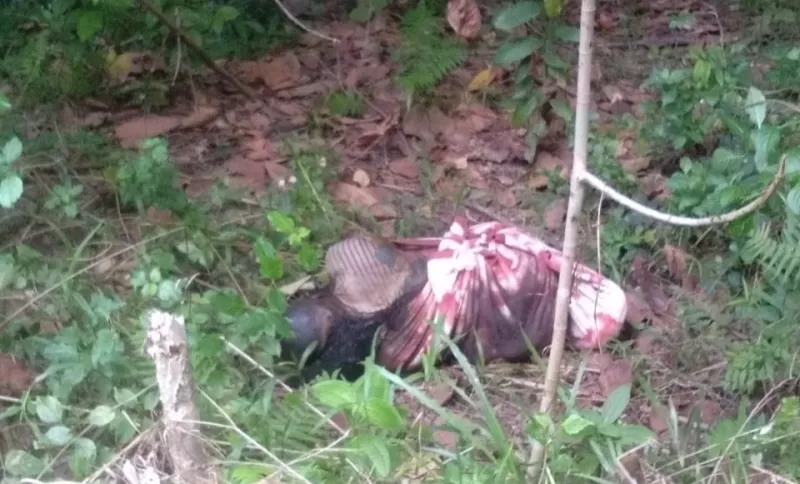 Mayat Terbungkus Selimut Ditemukan di Hutan Wolasi