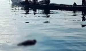 Nelayan Hilang di Selat Tiworo Ditemukan Meninggal Dunia