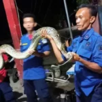 IMG-20210514-WA0010 Hendak Makan Ayam, Ular Phyton diamankan Tim Rescue Dinas Kebakaran