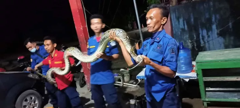 Hendak Makan Ayam, Ular Phyton diamankan Tim Rescue Dinas Kebakaran