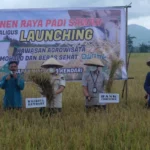 Wali Kota Panen Raya Beras Organik di Amohalo