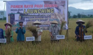 Wali Kota Panen Raya Beras Organik di Amohalo