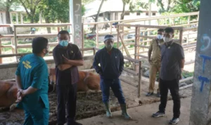 DPRD Jamin Stok Daging di Kendari Aman