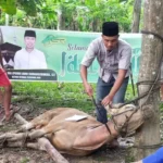 ASR Bagikan Daging Sapi ke 155 KK di Lambuya