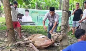ASR Bagikan Daging Sapi ke 155 KK di Lambuya