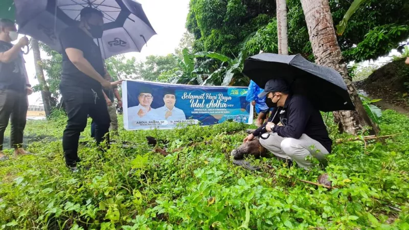 Asli Kendari Sembelih 4 Ekor Sapi