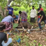 Standar Prokes, ASR Gerindra Sembelih Hewan Kurban Bersama Masyarakat Baubau