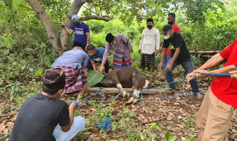 Standar Prokes, ASR Gerindra Sembelih Hewan Kurban Bersama Masyarakat Baubau