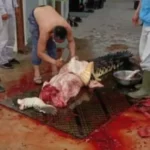 Kuliti Buaya, PT OSS Minta Maaf, Manajemen: TKA Membeli Dari Masyarakat