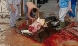 Kuliti Buaya, PT OSS Minta Maaf, Manajemen: TKA Membeli Dari Masyarakat