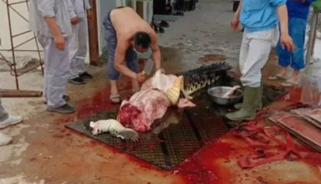 Kuliti Buaya, PT OSS Minta Maaf, Manajemen: TKA Membeli Dari Masyarakat