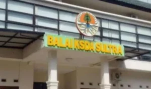 BKSDA Sultra Mengusut Tegas Tindakan Buaya Yang Dikuliti Dijadikan Sup KENDARI,DETIKSULTRA.COM - Badan Konservasi Sumber Daya Alam (BKSDA) Sulawesi Tenggara (Sultra) mengusut tuntas tindakan Tenaga Kerja Asing (TKA) yang menguliti buaya yang dijadikan makanan mereka di Kawasan Industri, Kecamatan Morosi, Kabupaten Konawe. Kepala BKSDA Sultra, Sakrianto Djawie menyampaikan, sebelumnya beredar sebuah foto di sosial media ada beberapa orang TKA asal Tiongkok yang sedang menguliti buaya untuk dijadikan santapan mereka di Kawasan Industri PT OSS, pada Rabu (25/8/2021) kemarin. saat mengetahui kejadian tersebut pihaknya langsung bergegas ke lokasi, akan tetapi sesampainya di lokasi barang bukti yang ia temukan hanya berupa serpihan tulang buaya. "Saat kami dilokasi tak ada satupun bukti kuat yang ditemukan melainkan hanya tulang buaya saja dan akan direncanakan di uji sampel apakah benar-benar itu tulang buaya," ungkapnya melalui telepon seluler Jumat (26/8/2021). Ia juga mengaku, pihaknya juga tengah menulusuri jual beli satwa yang dilakukan oleh masyarakat lokal dan tidak hanya menyudutkan para TKA tersebut. Dan juga telah mengantongi foto dan video yang sempat viral dan akan terus menindak lanjuti sampai kasus tersebut hingga tuntas dan juga menyelidiki siapa yang pertama kali mengunggah postingan di sosial media yang hingga viral, karena akan dimintai keterangan. "Para TKA mengaku mereka beli buaya itu ke masyarakat lokal, namun kita masih telusuri apakah mereka itu tenaga kerja lokal atau masyarakat setempat. Jika terbukti, bisa-bisa yang menjual terjerat hukum," jelasanya. Pembeli (TKA) dan Penjual bilamana terbukti maka hukum menanti mereka. Sebab, di dalam Undang-Undang Nomor 5 Tahun 1990 tentang Konservasi Sumber Daya Alam dan Ekosistemnya, Pada Pasal 21 ayat 2 sudah sangat jelas yang ancaman hukumannya 5 tahun penjara. Reporter : Krismawan Editor :