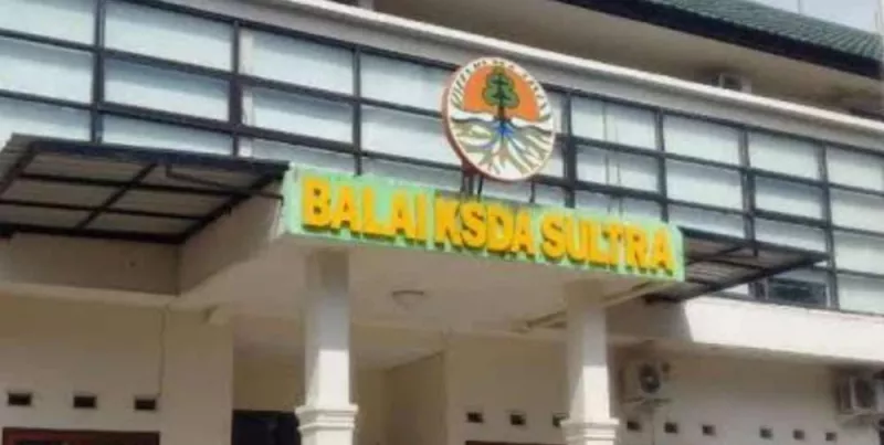BKSDA Sultra Mengusut Tegas Tindakan Buaya Yang Dikuliti Dijadikan Sup KENDARI,DETIKSULTRA.COM - Badan Konservasi Sumber Daya Alam (BKSDA) Sulawesi Tenggara (Sultra) mengusut tuntas tindakan Tenaga Kerja Asing (TKA) yang menguliti buaya yang dijadikan makanan mereka di Kawasan Industri, Kecamatan Morosi, Kabupaten Konawe. Kepala BKSDA Sultra, Sakrianto Djawie menyampaikan, sebelumnya beredar sebuah foto di sosial media ada beberapa orang TKA asal Tiongkok yang sedang menguliti buaya untuk dijadikan santapan mereka di Kawasan Industri PT OSS, pada Rabu (25/8/2021) kemarin. saat mengetahui kejadian tersebut pihaknya langsung bergegas ke lokasi, akan tetapi sesampainya di lokasi barang bukti yang ia temukan hanya berupa serpihan tulang buaya. "Saat kami dilokasi tak ada satupun bukti kuat yang ditemukan melainkan hanya tulang buaya saja dan akan direncanakan di uji sampel apakah benar-benar itu tulang buaya," ungkapnya melalui telepon seluler Jumat (26/8/2021). Ia juga mengaku, pihaknya juga tengah menulusuri jual beli satwa yang dilakukan oleh masyarakat lokal dan tidak hanya menyudutkan para TKA tersebut. Dan juga telah mengantongi foto dan video yang sempat viral dan akan terus menindak lanjuti sampai kasus tersebut hingga tuntas dan juga menyelidiki siapa yang pertama kali mengunggah postingan di sosial media yang hingga viral, karena akan dimintai keterangan. "Para TKA mengaku mereka beli buaya itu ke masyarakat lokal, namun kita masih telusuri apakah mereka itu tenaga kerja lokal atau masyarakat setempat. Jika terbukti, bisa-bisa yang menjual terjerat hukum," jelasanya. Pembeli (TKA) dan Penjual bilamana terbukti maka hukum menanti mereka. Sebab, di dalam Undang-Undang Nomor 5 Tahun 1990 tentang Konservasi Sumber Daya Alam dan Ekosistemnya, Pada Pasal 21 ayat 2 sudah sangat jelas yang ancaman hukumannya 5 tahun penjara. Reporter : Krismawan Editor :