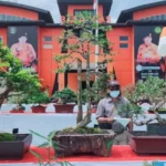 Peringati HUT ke 22, Basarnas Kendari Gelar Pameran dan Kontes Bonsai