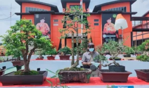 Peringati HUT ke 22, Basarnas Kendari Gelar Pameran dan Kontes Bonsai