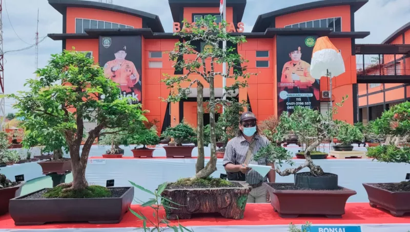 Peringati HUT ke 22, Basarnas Kendari Gelar Pameran dan Kontes Bonsai